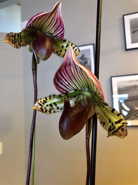 From Seed to Bloom: The Life Cycle of Paph Magic Cherry Fantasy Orchids